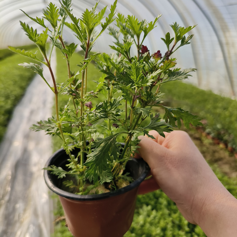 细叶美女樱庭院花园花镜种植多年生宿根地被植物耐寒耐热特好活-图3