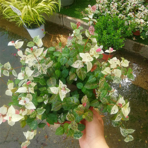 花叶络石盆栽阳台庭院好养植物五彩花卉室内彩叶垂吊可地载 - 图3