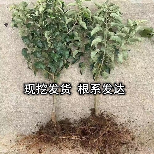 黄元帅苹果树苗南北方庭院地栽盆栽种植矮化特大果嫁接苗当年结果 - 图1