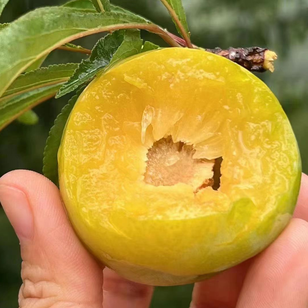 蜂糖李子果树苗南北方地栽庭院阳台盆栽种植嫁接苗包成活当年结果