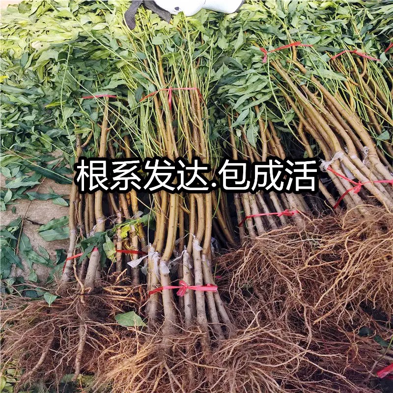 金秋红蜜桃果树苗南北方地栽庭院阳台盆栽种植特大嫁接苗当年结果-图1