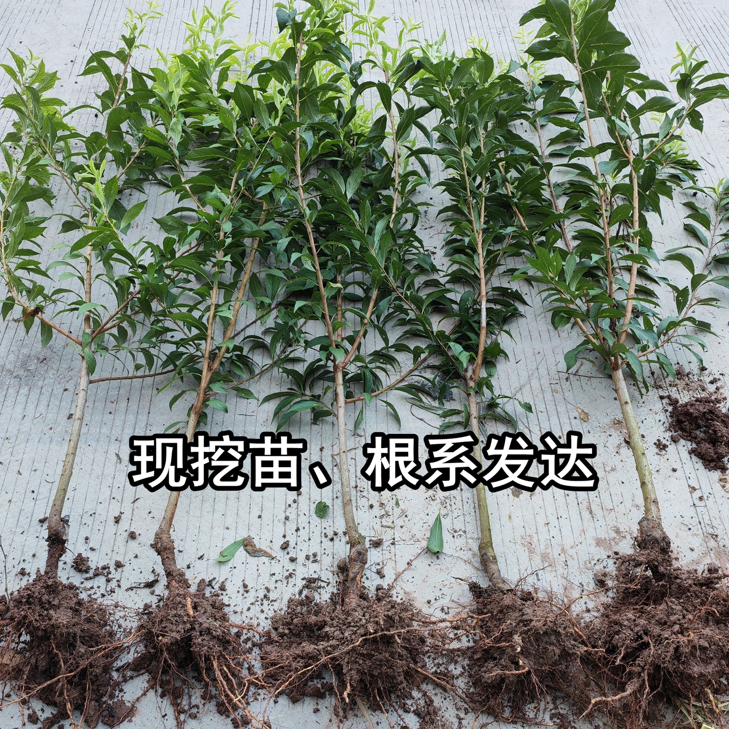 蜂糖李子果树苗南北方地栽庭院阳台盆栽种植嫁接苗包成活当年结果