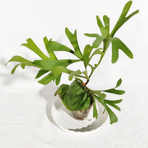 一物一拍直播专拍链接网红热植蔓绿绒 海芋 带锦绿植 花烛 白锦热 - 图1