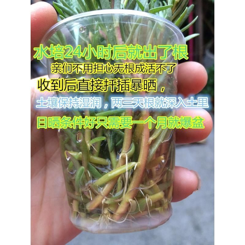 重瓣太阳花苗枝条带花苞带根大花混色阳台室内外种植四季开花盆栽 - 图1