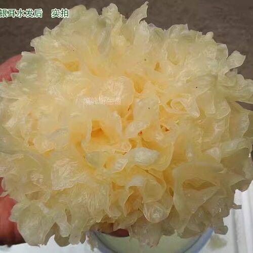 高原雪耳菌菇大个干货特价超糯无硫黄银耳云南土特产炖汤品易出胶 - 图0
