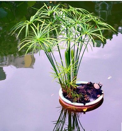 水生水培植物龟水竹盆栽水棕竹鱼缸水池塘 旱伞草风车草苗 - 图0