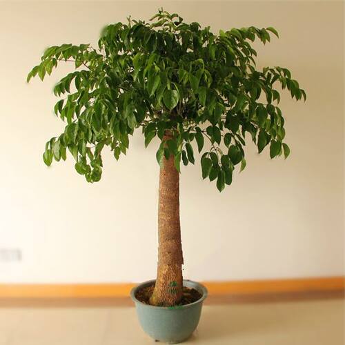 绿宝盆栽 植物室内大型绿植客厅幸福树盆栽小型树苗 净化空气 - 图2