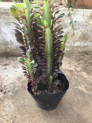 玉麒麟麒麟掌彩春风五指山多肉植物仙人掌花卉绿植创意龙骨盆栽 - 图2