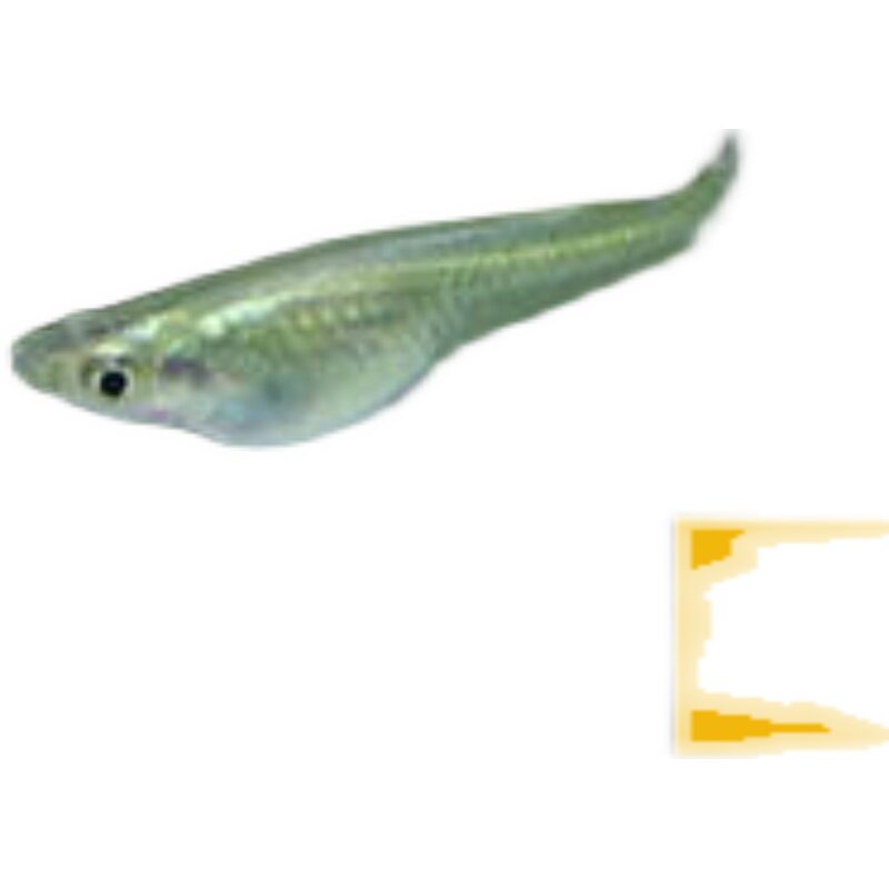 原生青鳉鱼卵观背青鳉锦鳉不打氧小型鱼群游冷水鱼除油膜 观背小可爱 淘优券