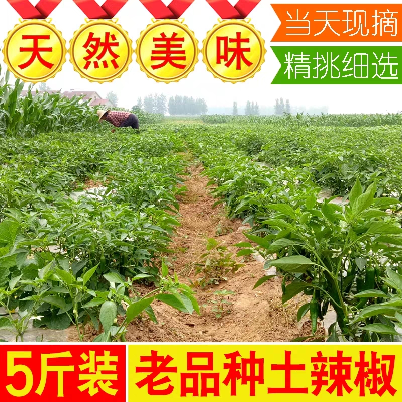 农家小尖椒湖北土广椒新鲜辣椒薄皮青辣椒二荆条胡椒当季青菜蔬菜 - 图2