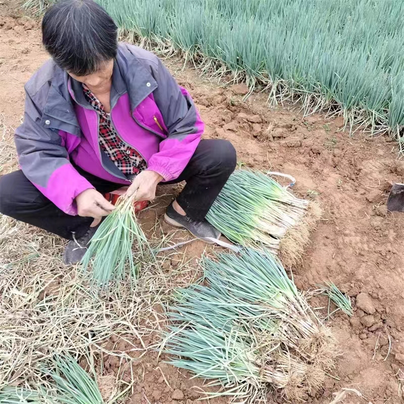 湖北农家自种露天现挖新鲜香葱分葱带根小葱可吃可种四季葱青蔬菜 - 图2