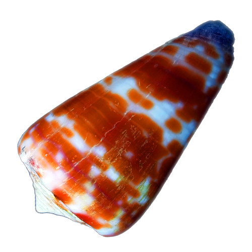 稀有天然海螺贝壳红砖芋螺海军上将芋螺将军芋螺字码芋螺标本收藏 - 图3