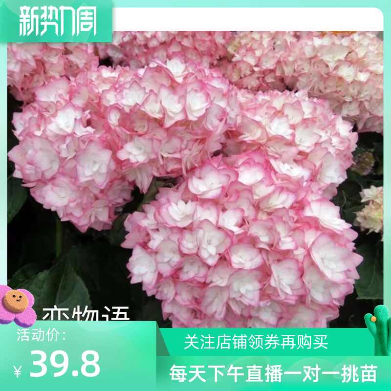 绣球花苗盆栽 新人首单立减十元 22年3月 淘宝海外