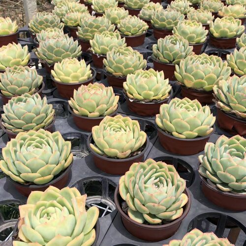 晨露多肉植物阳台盆栽绿植花卉新手好养好活带盆变色肉肉 - 图3