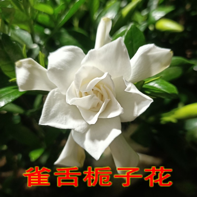 独杆小叶雀舌罗汉达摩清誉栀子花盆栽花卉庭院阳台四季开花带花苞-图0