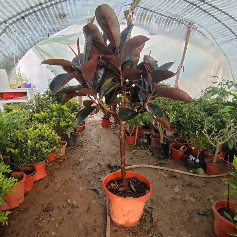 橡皮树黑金刚盆栽花盆苗客厅室内花叶大叶四季常青型植物绿植花卉,淘宝优惠券,粉丝福利购,淘宝优惠卷