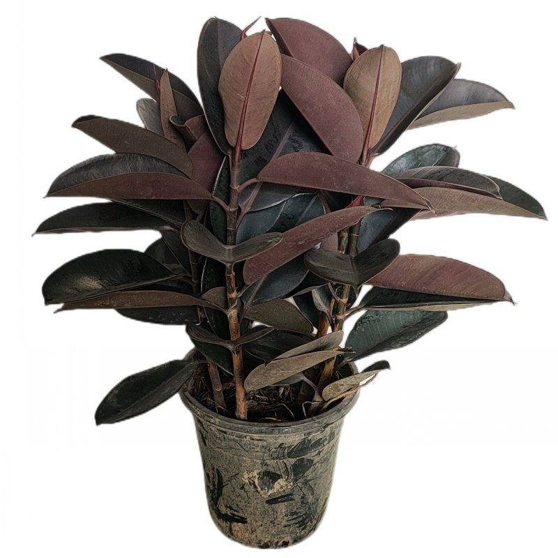 橡皮树黑金刚盆栽花盆苗客厅室内花叶大叶四季常青型植物绿植花卉,淘宝优惠券,粉丝福利购,淘宝优惠卷