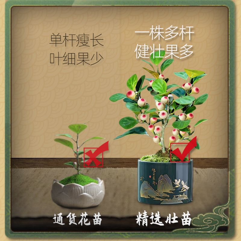 菩提树盆景小盼菩提盆栽中式禅意小盆栽室内观果绿植创正宗菩提树-图0