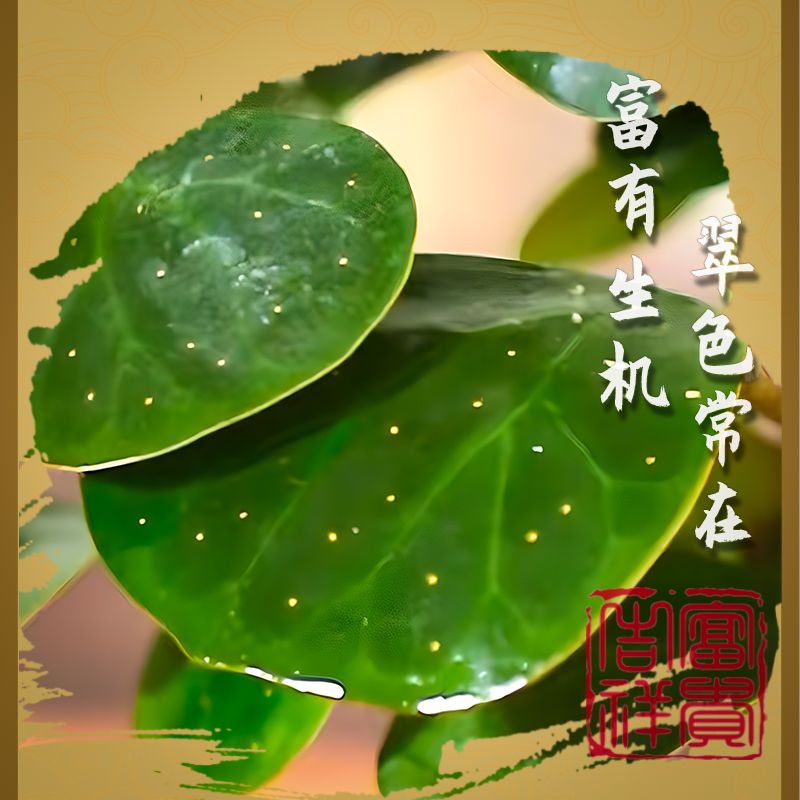 菩提树盆景小盼菩提盆栽中式禅意小盆栽室内观果绿植创正宗菩提树-图2