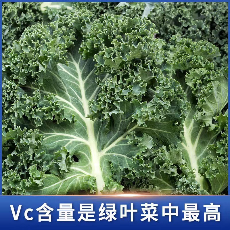 羽衣甘蓝新鲜蔬菜嫩叶甘兰西餐食材轻食榨汁沙拉蔬菜kale顺丰包邮 - 图0