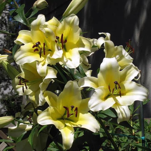 花香门第 荷兰进口香水百合花种球 OT木门 黄色百合带芽 颜色对版 - 图0