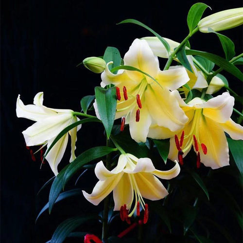 花香门第 荷兰进口香水百合花种球 OT木门 黄色百合带芽 颜色对版 - 图1