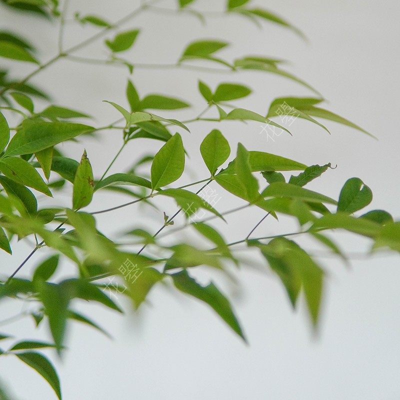 花曌南天竹鲜切枝绿天竹枝条水养鲜花中式东方禅意插花全国顺丰 花曌 淘优券 花曌南天竹鲜切枝绿天竹枝条水养鲜花中式东方禅意插花全国顺丰 花曌 淘优券