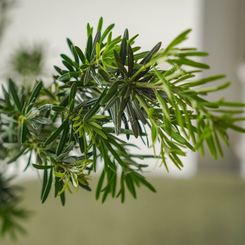 花曌 超长待机室内鲜切植物罗汉松枝鲜切枝条水养家居瓶插花鲜花 - 图0