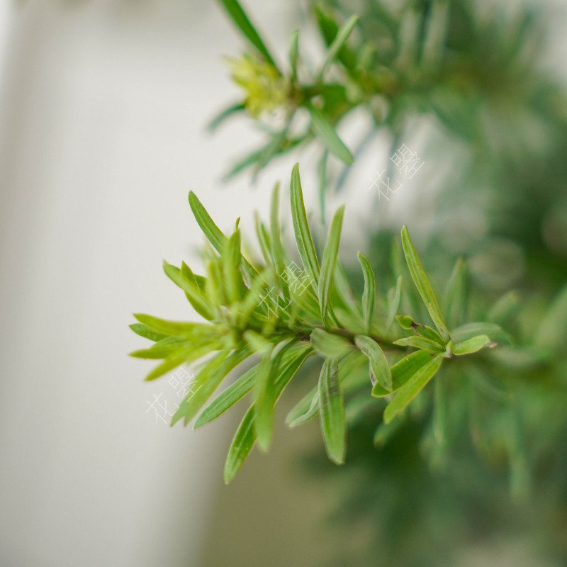 花曌 超长待机室内鲜切植物罗汉松枝鲜切枝条水养家居瓶插花鲜花 - 图3