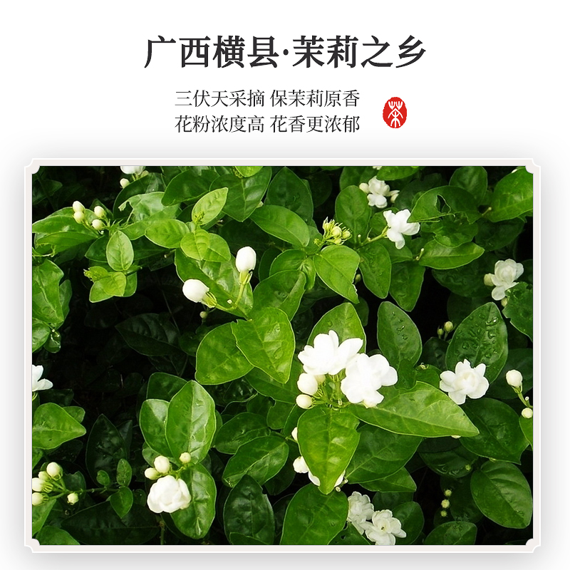 虎标老北京味道茉莉花茶铁盒装240g礼盒京味茉莉花茶醇香新茶绿茶