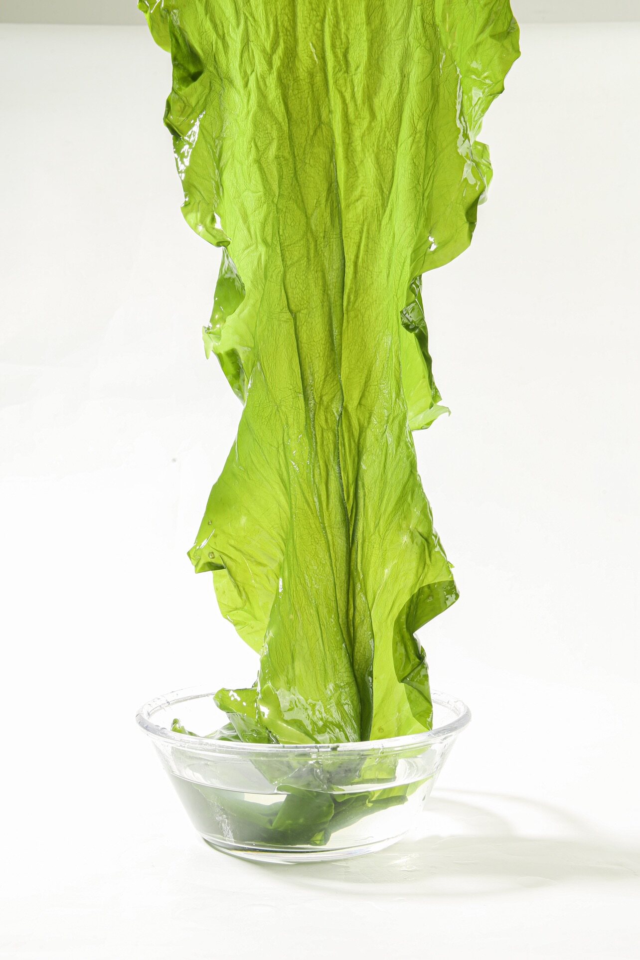 第二件半价 海芝宝囤货2斤深海有机昆布海带嫩