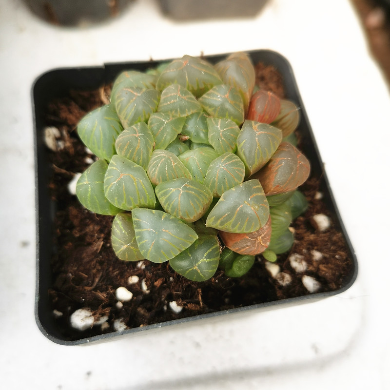 姬玉露 多肉植物 肉肉组合套餐贵货冰灯大颗超大盆栽包邮特价清仓