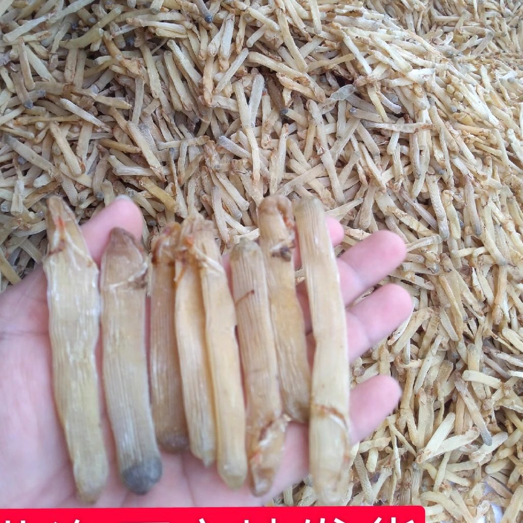 新货正宗广西北海特产野生沙虫干中大号沙虫干货美食海肠子非湛江,淘宝优惠券,粉丝福利购,淘宝优惠卷