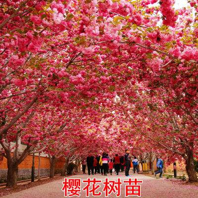 樱花树苗日本樱花苗小苗嫁牡丹樱晚樱盆栽地栽庭院绿化树苗工程苗 虎窝淘