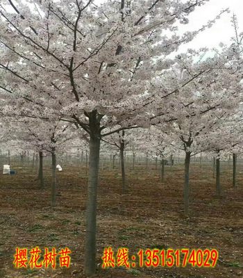 樱花树苗日本樱花苗小苗嫁牡丹樱晚樱盆栽地栽庭院绿化树苗工程苗 虎窝淘