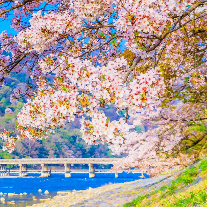 途易大阪出发京都奈良一日游萌鹿清水寺岚山宇治神户温泉日本旅游