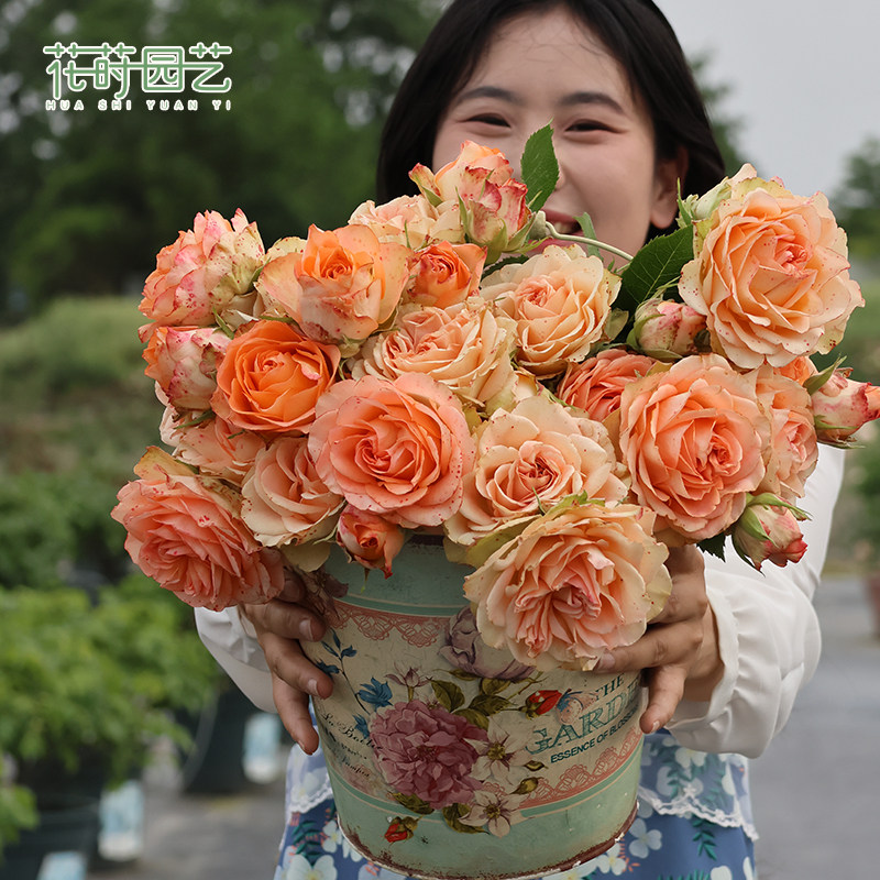 花莳园艺 【月季裸根】地栽庭院植物灌木爬藤 月季超高修剪发货,淘宝优惠券,粉丝福利购,淘宝优惠卷