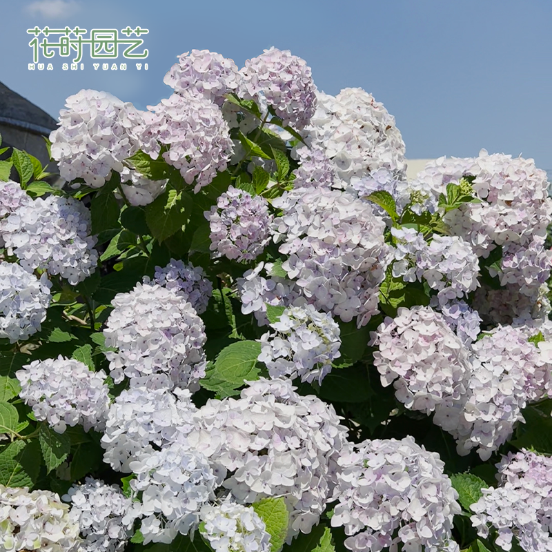 花莳园艺 1加绣球无尽夏盆栽花苗八仙花阳台花卉美观地栽庭院花园 - 图3