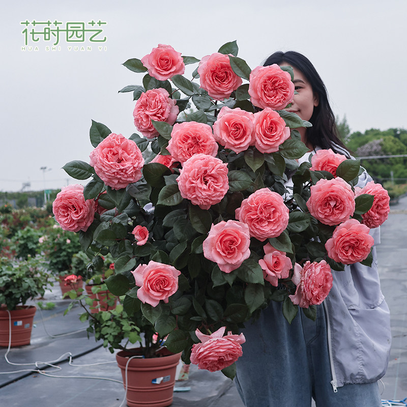 花莳园艺 【月季裸根】地栽庭院植物灌木爬藤 月季超高修剪发货,淘宝优惠券,粉丝福利购,淘宝优惠卷