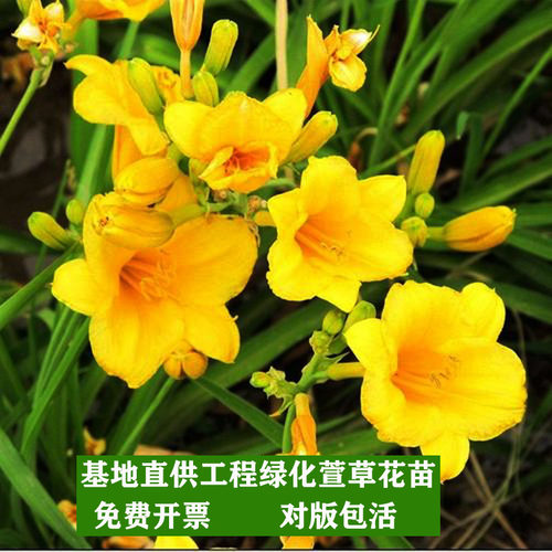 绿化大花萱草忘忧草宿根耐寒金娃娃花苗地被庭院阳台盆栽花卉 - 图1