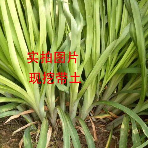 萱草花苗大花萱草金娃娃忘忧草室内庭院盆栽地载四季易活绿化花苗 - 图2