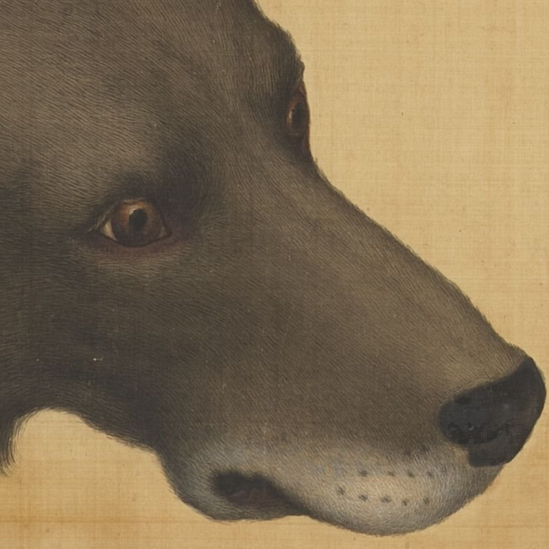 郎世宁画十骏犬雪爪卢图轴清朝古代工笔狗狗绘画高清电子图片素材