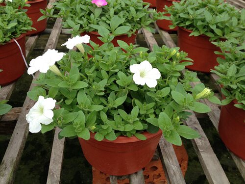 矮牵牛花盆栽大苗 爬藤多年生 重瓣喇叭花垂吊兰百万小玲两盆包邮 - 图2