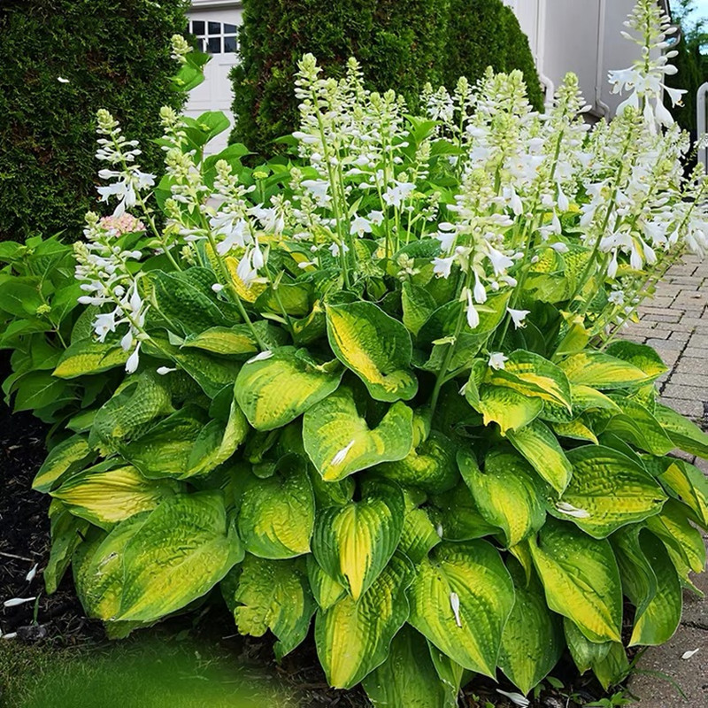 金边玉簪花苗盆栽彩叶植物花卉耐寒室内地栽耐阴多年生易养活绿植 - 图2