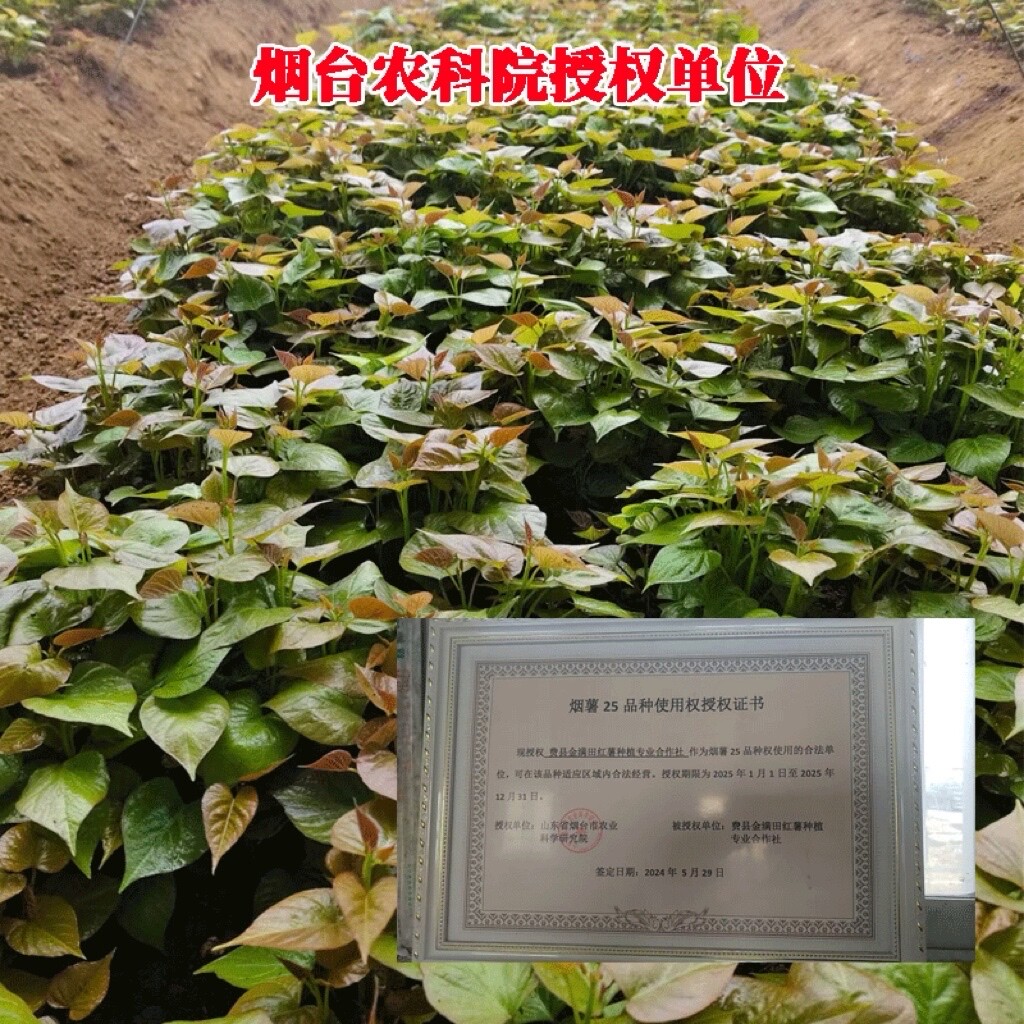 红薯苗烟薯25号蜜薯烤地瓜秧红糖心蜜薯种植藤高产脱毒红黄农科院