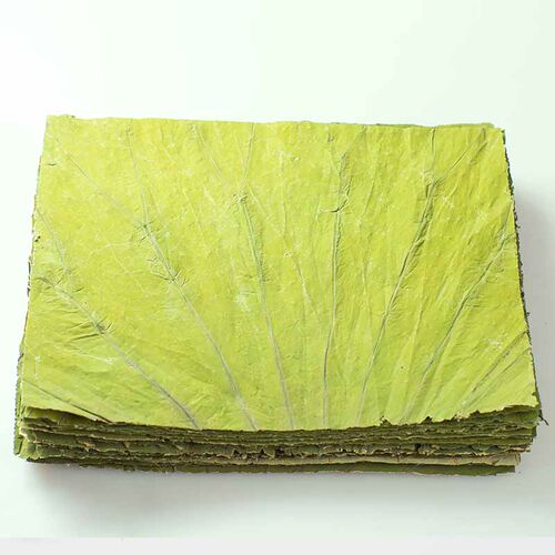 微山湖新鲜荷叶茶长方形切片干荷叶包糯米鸡饭蒸饭22x20CM/100张 - 图1