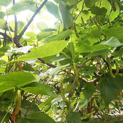 台湾四季长果桑水果桑树十大果桑葚树苗庭院庭院盆栽地栽当年结果 - 图1