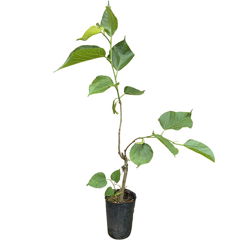 台湾四季长果桑水果桑树十大果桑葚树苗庭院庭院盆栽地栽当年结果 - 图3