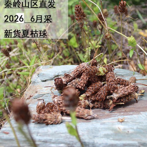 2026年新货野生夏枯球茶中药材正品凉茶夏枯草 - 图0