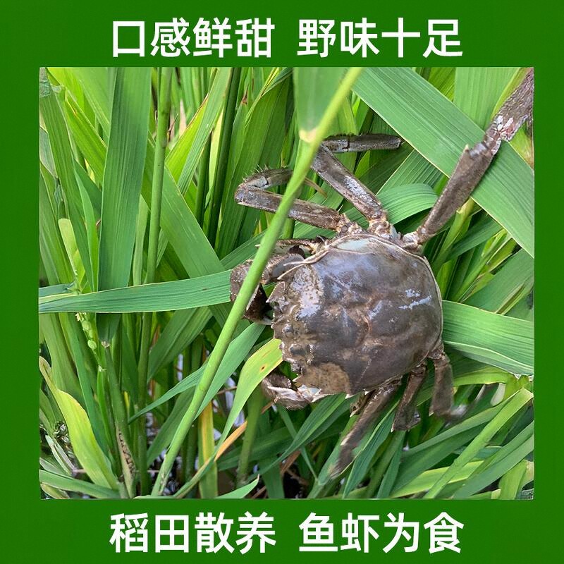 盘锦河蟹全母 多规格 湿地大闸蟹稻田螃蟹鲜活现货礼盒顺丰包邮